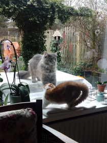 My parents kitten is getting acquainted with the neighbors Maine Coon