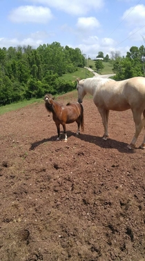 My parents pony just got pooped on by her horse