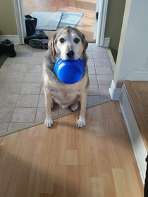 My parents put our dog on a diet this is now how he greets me when i come to visit