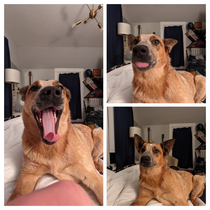 My photoshoot with this derp