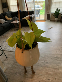 My plant grew legs