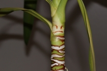 My plant is not happy