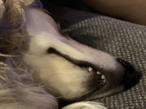 My poor mini longhair dachshund and her massive overbite She looks like a great white shark