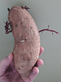 My potato grew arms and started posing