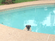 My pug just sits in the pool and stares at me for hours