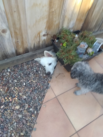 My pup Koda saying hi to the next door neighbors