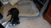 My pup loves her new bed from Amazon glad I got the expensive one