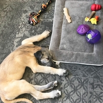 My pup places his toys on his bed and then sleeps on the ground Go figure