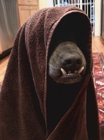 My pupper has also become a Sith Lord