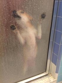 My puppy followed me into the shower and immediately regretted her decision