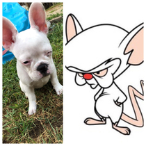 My puppy looks awfully familiar