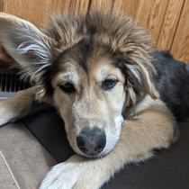 My puppy looks like shes got a mullet