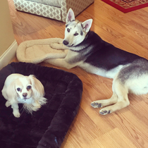 My pups love the new beds they got for Christmas