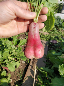 My radishes hit puberty today