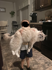 My Ragdoll is as big as my  year old and the look on my cats face is priceless 