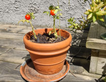 My relative was proud of his tomatoes