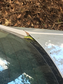 My roommate came outside to smoke and found this lil guy trying to wriggle into the trunk I said Theres a snake in me boot He didnt laugh 