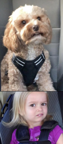 My roommate just sent me this picture of her dog in the car and honestly its the harnesscar seat looking identical for me