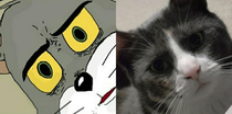 My roommates cat doesnt completely trust me yet I thought her concerned expression looked familiar but I couldnt quite remember where Id seen it before