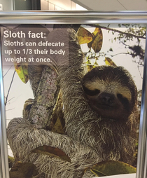 My school has started posting sloth facts