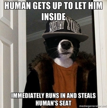 My scumbag dog