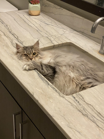 My Siberian sinking into the sink