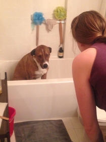 My sister gave her dog a bath and this was him after she told him to get out of the bathtub