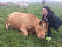 My sister getting headbutted by a cow