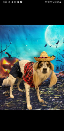 My Sister in Law entered her dog into a Halloween costume contest This was her daisy Duke entry