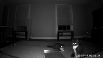 My sister is watching my cat while Im away Our cats are brothers but they havent been in the same room since they were babies She sent me this photo of them from her security camera It looks like theyre having an evil meeting