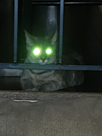 My sister left the flash on and turned our cat into Green Lantern