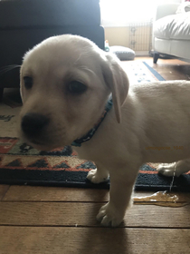 My sister took a picture of or dog right as he peed