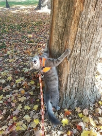 My sister took her cat for a walk last fall We still dont know if he was enjoying himself
