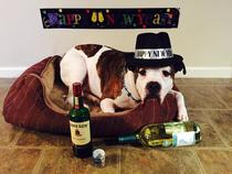 My sister watched my dog on New Years Eve- I have an entire calendar of staged shots they took with him