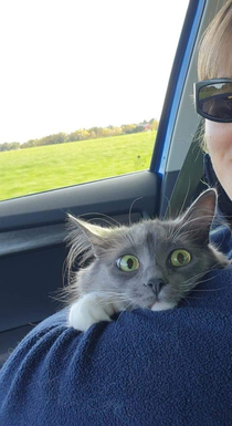 My sisters cat doesnt like car rides