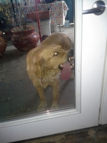 My sisters dog Bella She was dragging her face across the glass for a good  minutes before I let her inside