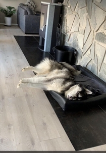 My sisters dog sleeps like this