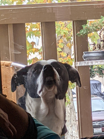 My sisters dog watching us open presents on Christmas morning