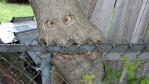My sisters tree is eating her fence