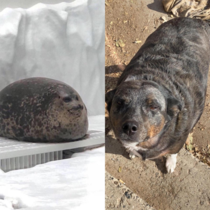 My sisters  yr old dog looks like a fat seal with legs