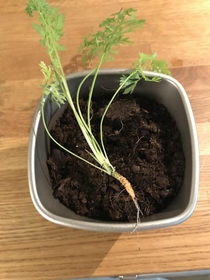 My son planted this carrot months ago Tonight we feast