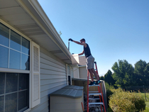 My son pulling corn stocks from rain gutter because magpies planted corn from the bird feeders up there