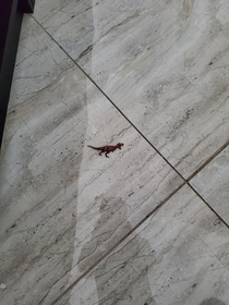 My son said there was a dead lizard in the hallway the boy has jokes