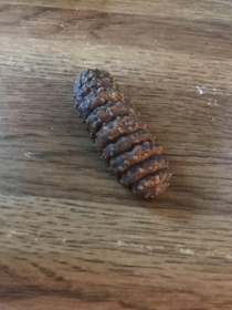 My sons brown sea cucumber toy
