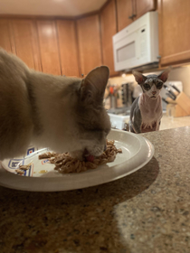 My spoiled cat learning the seniors eat first