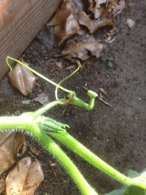 My squash has developed a new defense mechanism