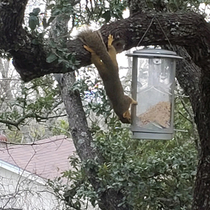 My squirrel-proof birdfeeder