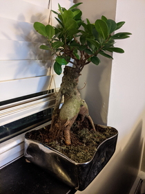 My thicc bonsai tree throwing it back hard