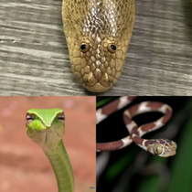 My top  favourite funny-looking snakes Arabian Sand Boa Tree Vine Snake and the Blunthead Tree Snake
