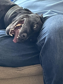 My totally normal dog